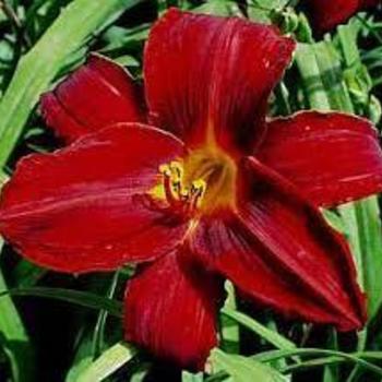 Hemerocallis 'Red Velvet' 