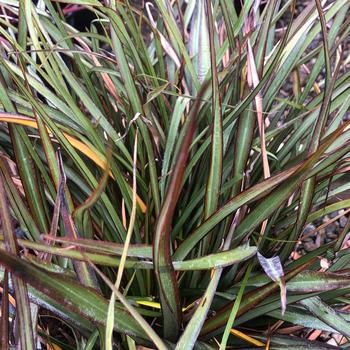 Phormium 'Tom Thumb' 