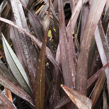 Phormium 'Platt's Black' 