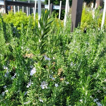 Rosmarinus officinalis 'Huntington Carpet' 