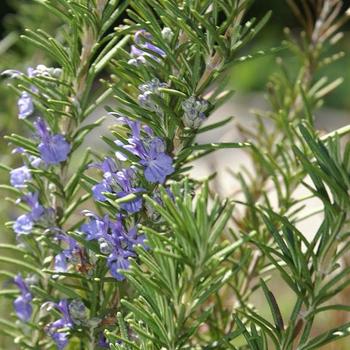 Rosmarinus officinalis 'BBQ' 