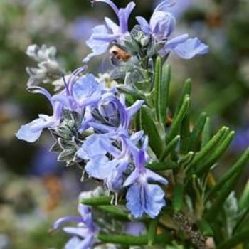 Rosmarinus officinalis 'Ken Taylor' 