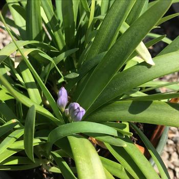 Agapanthus praecox ssp. orientalis 'Baby Pete™' 