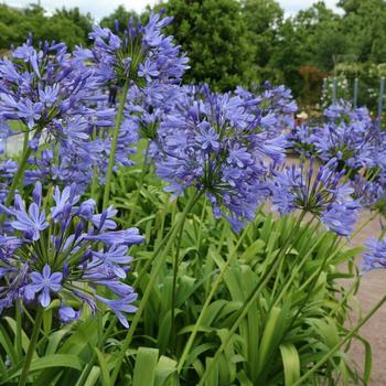Agapanthus africanus 'Blue' 