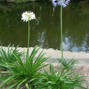 Agapanthus praecox ssp. orientalis