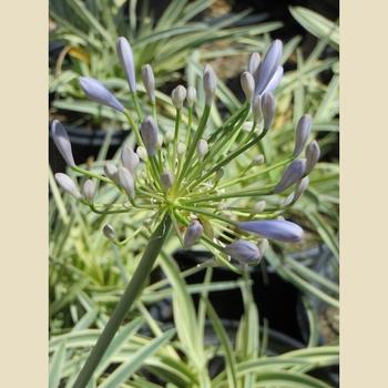 Agapanthus 'Tinkerbell' 