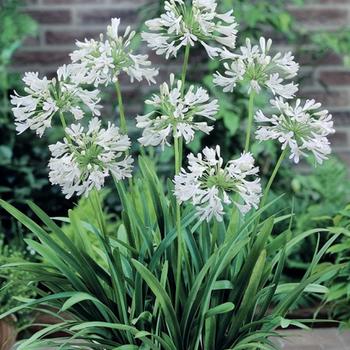 Agapanthus praecox ssp. orientalis 'Snowball' 