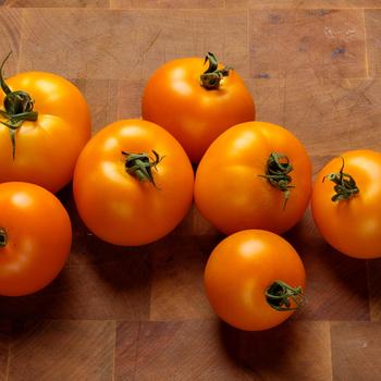 Lycopersicon esculentum Tempting Tomatoes® 'Bellini'