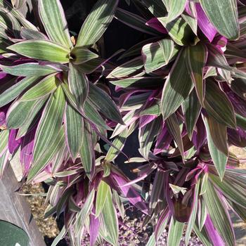 Tradescantia fluminensis 'Tri-color' 