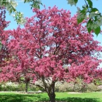 Malus sargentii 'Candymint' 