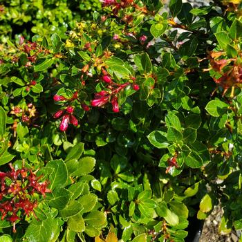 Escallonia 'Newport Dwarf' 