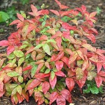 Nandina domestica 'Nana' 