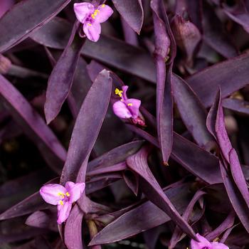 Tradescantia pallida 'Purple Queen'