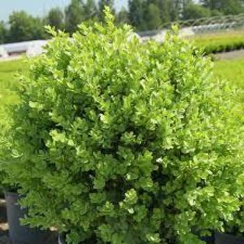 Buxus sempervirens 'Suffruticosa' 