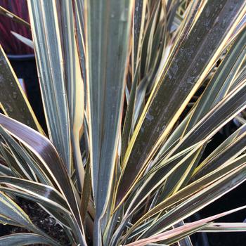 Phormium 'Alison Blackman' 