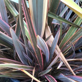 Phormium 'Maori Maiden' 