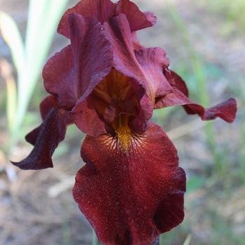 Iris germanica 'Sultan's Palace' 