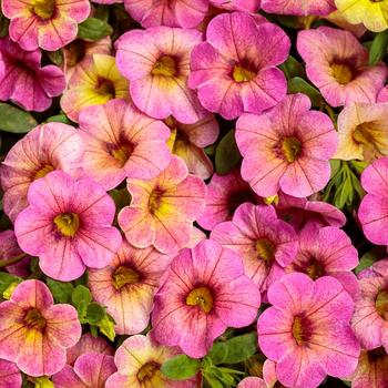 Calibrachoa Superbells® 'Prism™ Pink Lemonade'