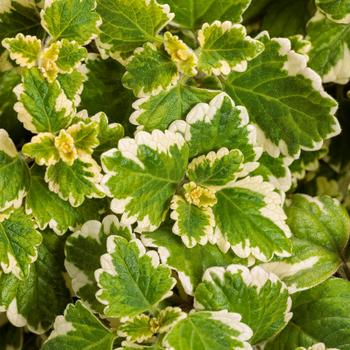 Plectranthus coleoides 'Variegata' 