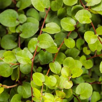 Muehlenbeckia complexa 'Big Leaf' 