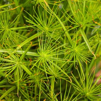 Cyperus prolifer Graceful Grasses® 'Queen Tut®'