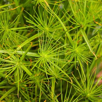 Cyperus prolifer 'Queen Tut®' 