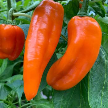 Capsicum annuum 'Sugar Kick™' 