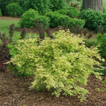 Acer palmatum 'Metamorphosa®'