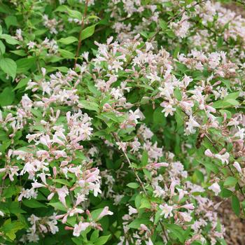 Kolkwitzia amabilis 'SMNKADTF' 