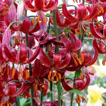 Lilium 'Claude Shride' 