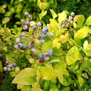 Vaccinium corymbosum Sky Dew™ 'Gold'