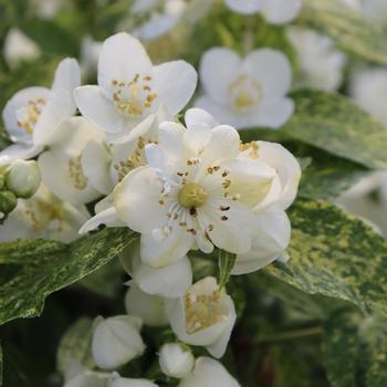 Philadelphus coronarius 'SMNPVB' PPAF, Can PBRAF