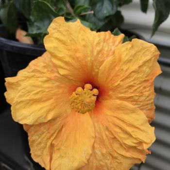 Hibiscus rosa-sinensis 'Hawaiian Salmon' 