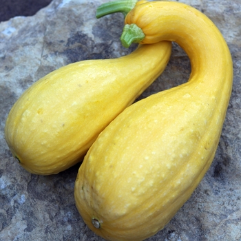Cucurbita 'Crookneck' 