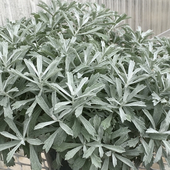 Artemisia 'Garden Ghost™' 