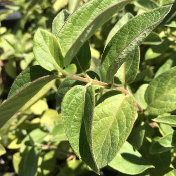 Lonicera japonica
