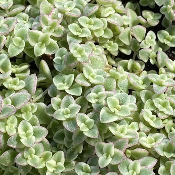 Sedum 'Little Missy' 