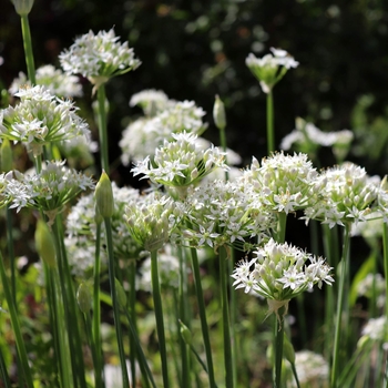 Allium tuberosum 'Chives Geisha, garlic' 