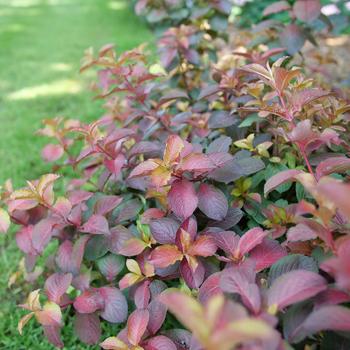 Weigela florida 'Midnight Sun®'