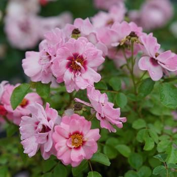 Rosa Ringo® 'Double Pink' PPAF, Can PBRAF