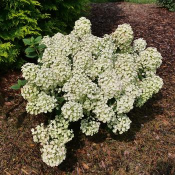 Hydrangea paniculata 'Tiny Quick Fire®'