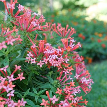 Bouvardia 'WINBUESLST' 