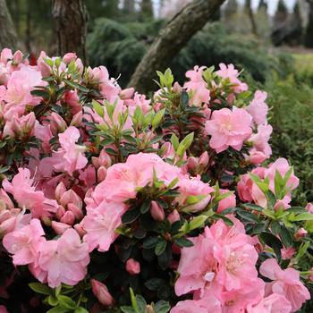 Rhododendron 'Perfecto Mundo Pink Carpet®'