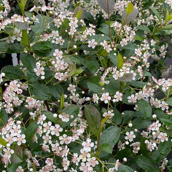 Aronia melanocarpa 'Low Scape Snowfire®'