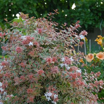 Abelia x grandiflora 'Mincautri' 