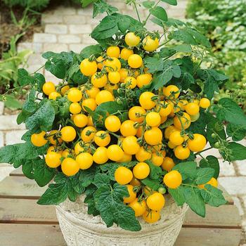 Lycopersicon esculentum 'Patio Sunshine' 