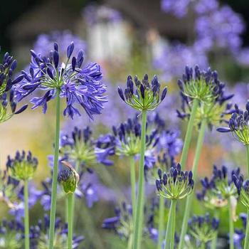 Agapanthus 'Prunetucky Lass' 