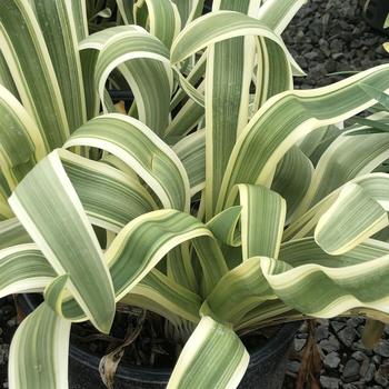 Agapanthus praecox ssp. orientalis 'Silver Streak' 