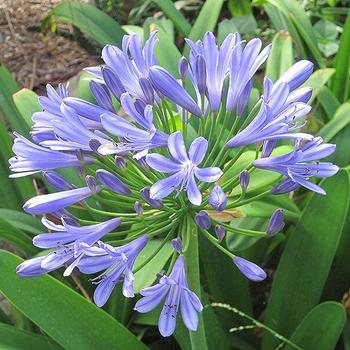 Agapanthus africanus 'Queen Anne' 