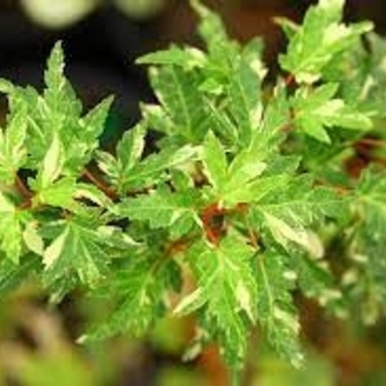 Acer palmatum 'Ryugu' 